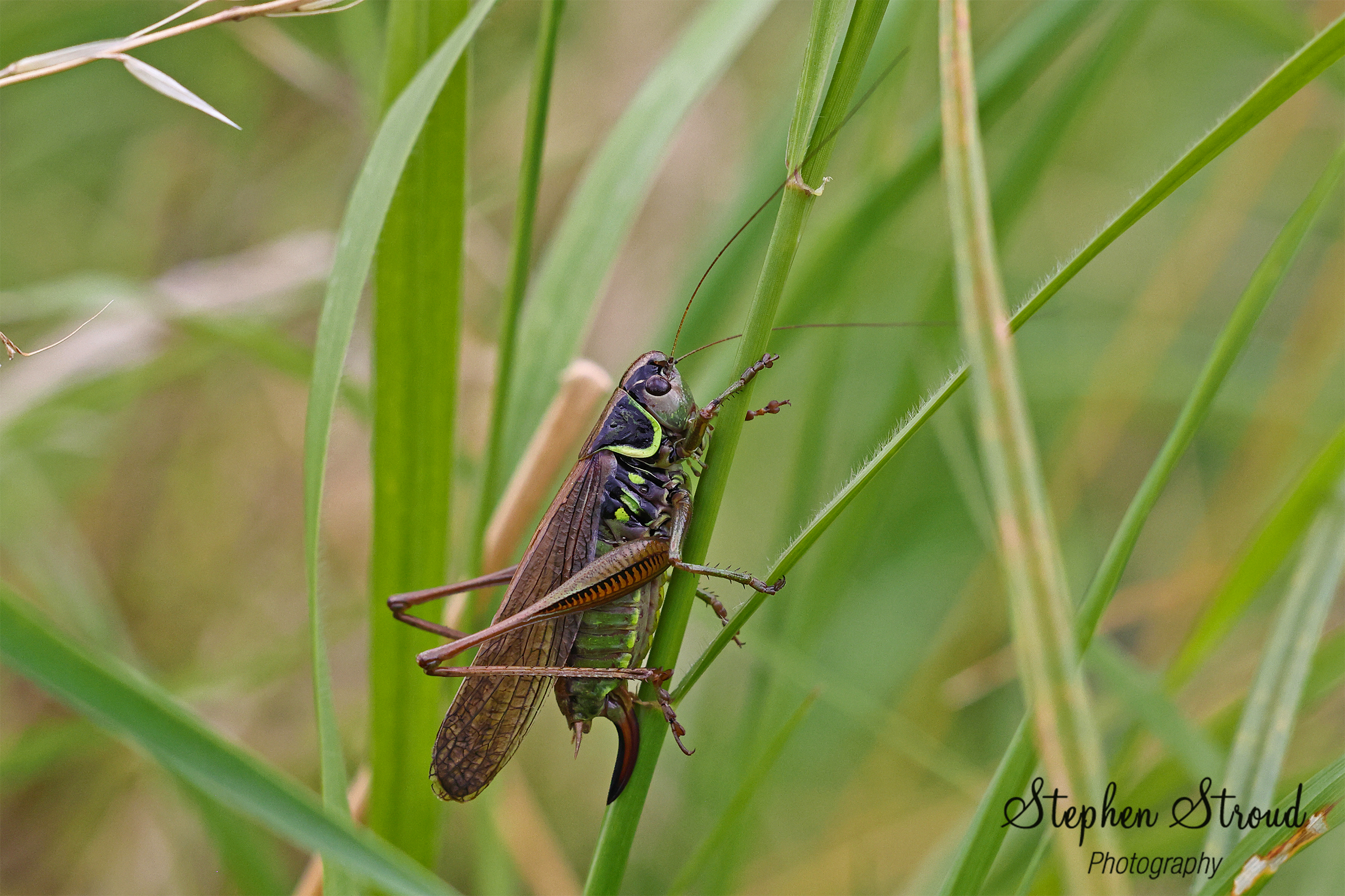 Brandon Marsh Sculpture Trail - Dunsmore Living Landscape